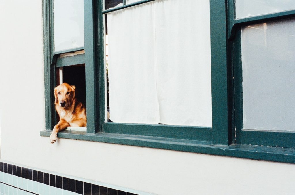 My Adopted Dog Cost Me Thousands… and is One of My Happiest Spends
