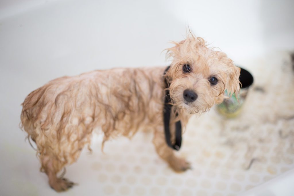 What Should You Have in Your Spring Pet Grooming Kit?