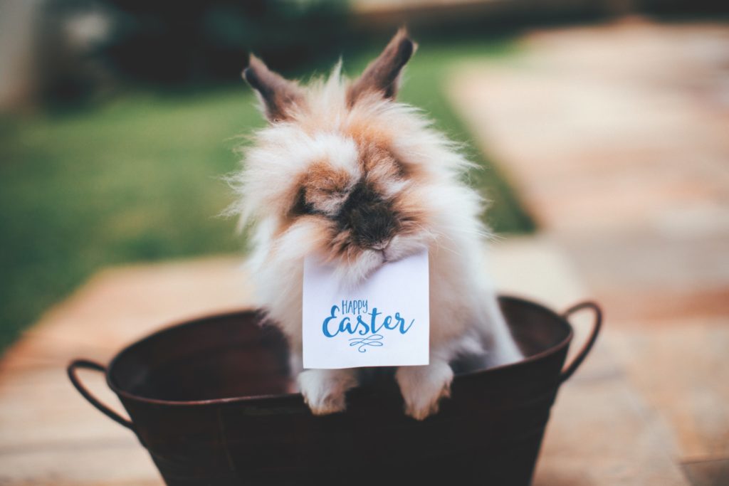 Pet Safety Tips for the Easter & Passover Holiday