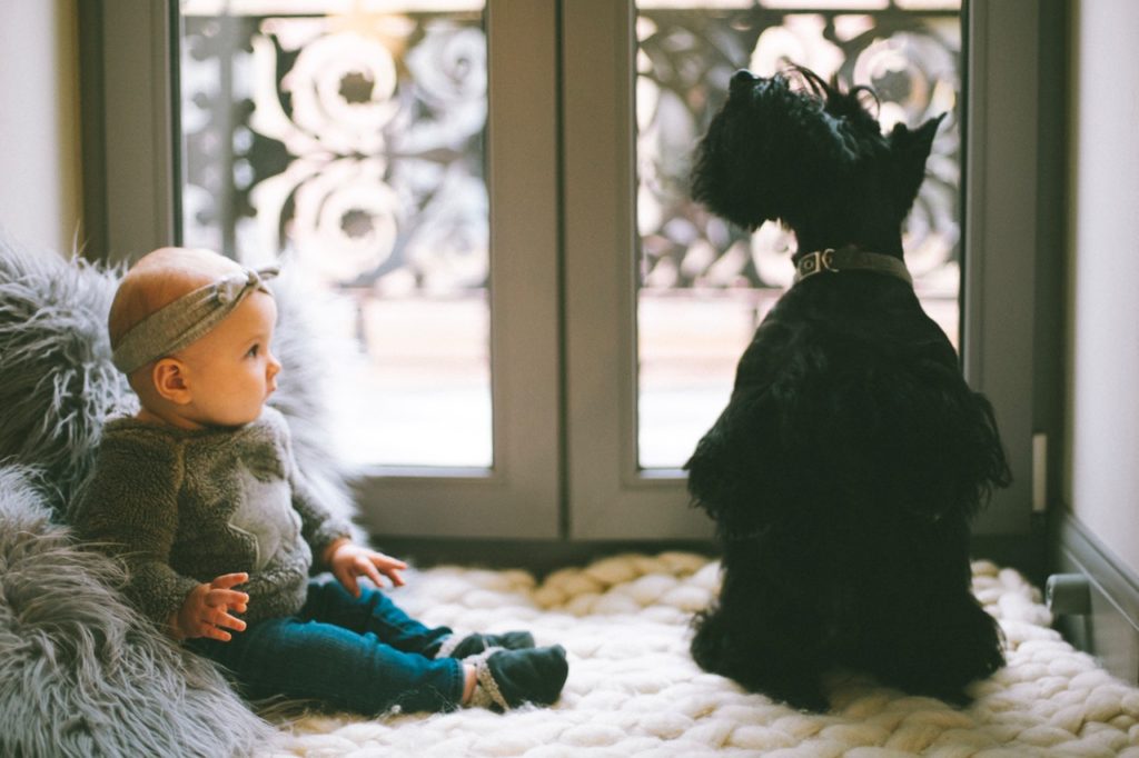 How Do I Introduce My Pets to My New Baby?