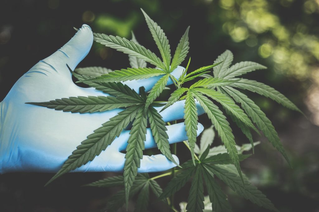 Martha Stewart and Canopy Growth Are Collaborating on CBD Products for Pets