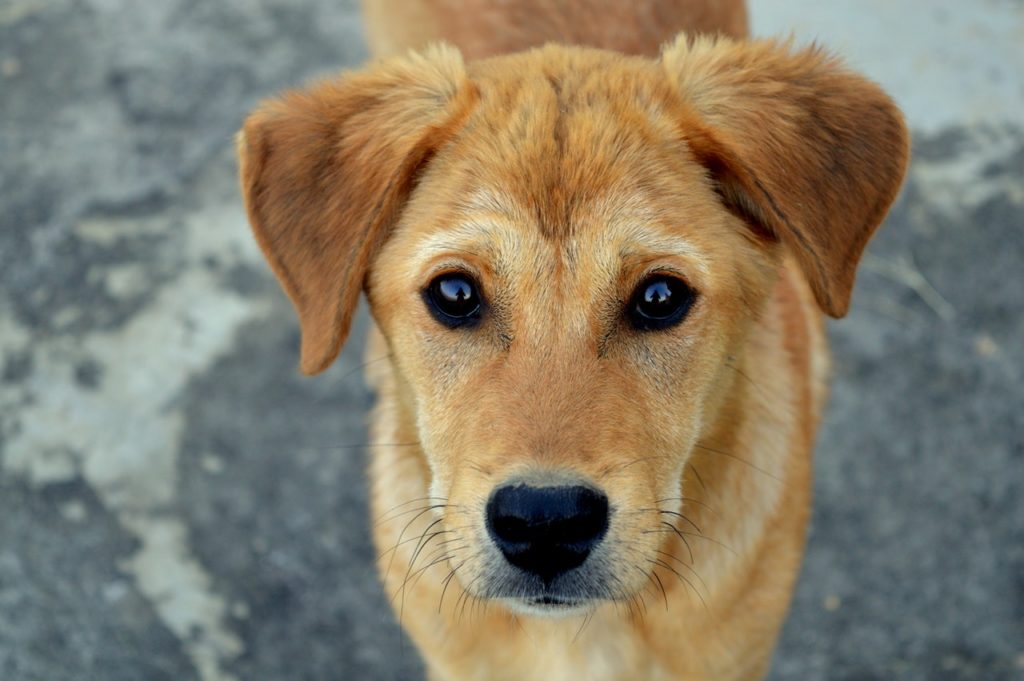 10 Things You Must Know before Using Essential Oils on Your Dog
