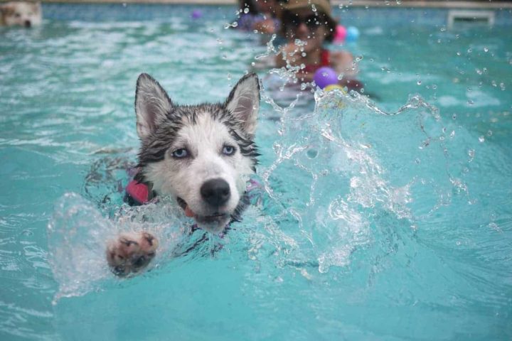 5 Summertime Pool Safety Tips for Your Dog