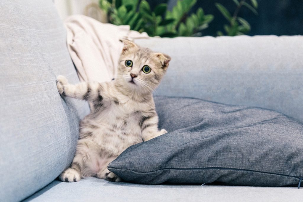 Cat Fleas: How to Get Rid of Them