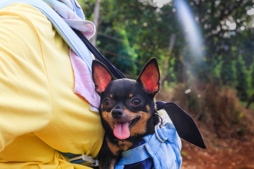 Pet Travel Tips for Independence Day 2019