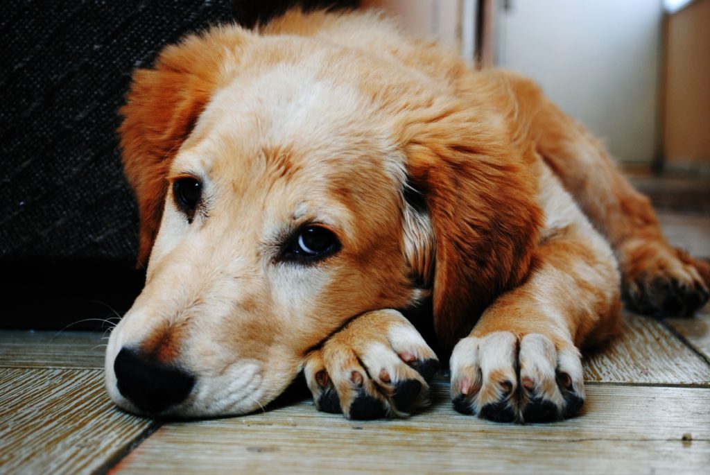 Murphy-The Dog with the Canine Urination Dilemma