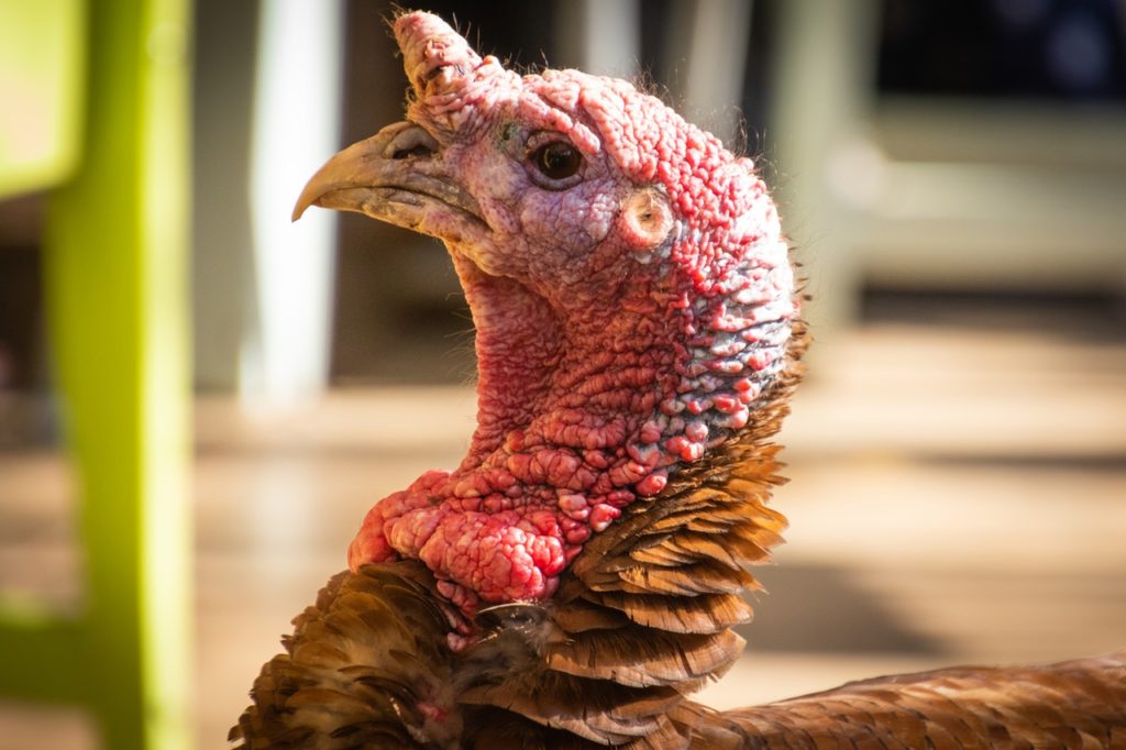 Thanksgiving - Turkey Time Pet Safety Tips for Dogs and Cats