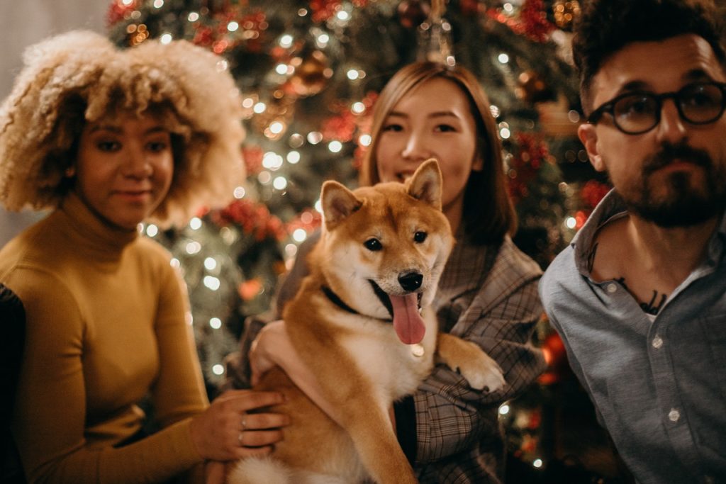 Pet Holiday Safety Tips for Dogs & Cats