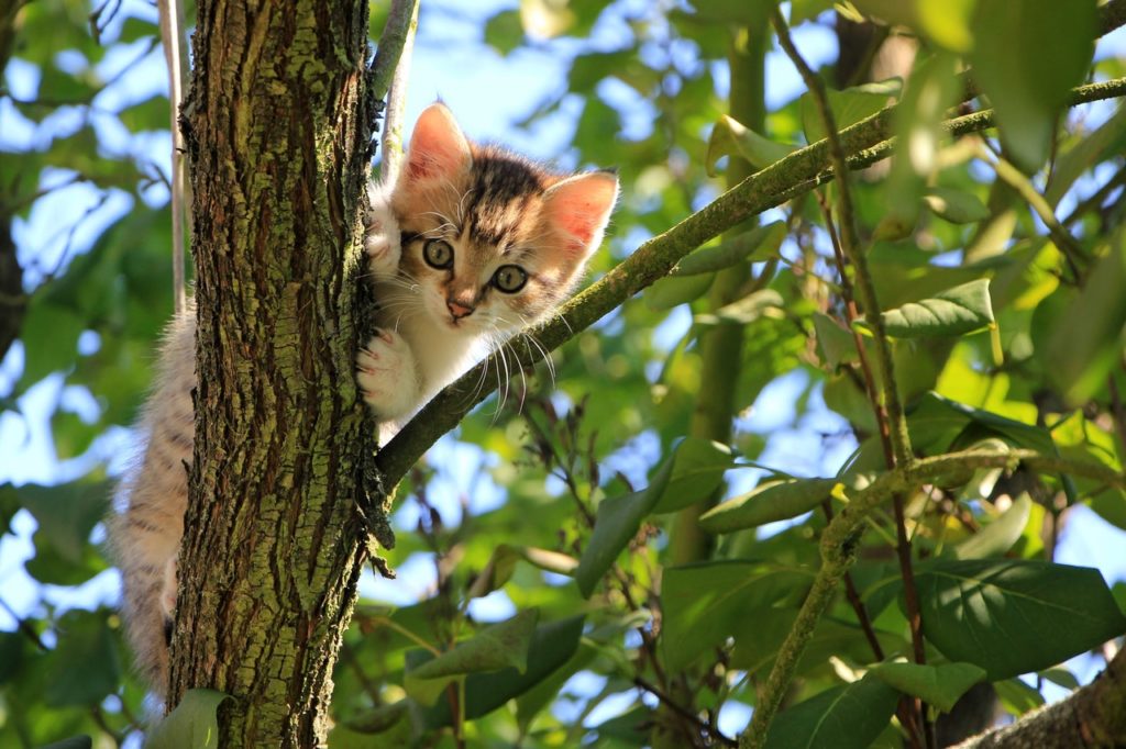 Pet Holiday Hazards: Poisonous Plants for Cats and Dogs