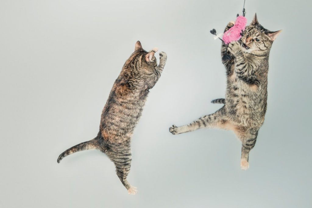 The 14 Biggest Dangers to Your Pets During the Holidays