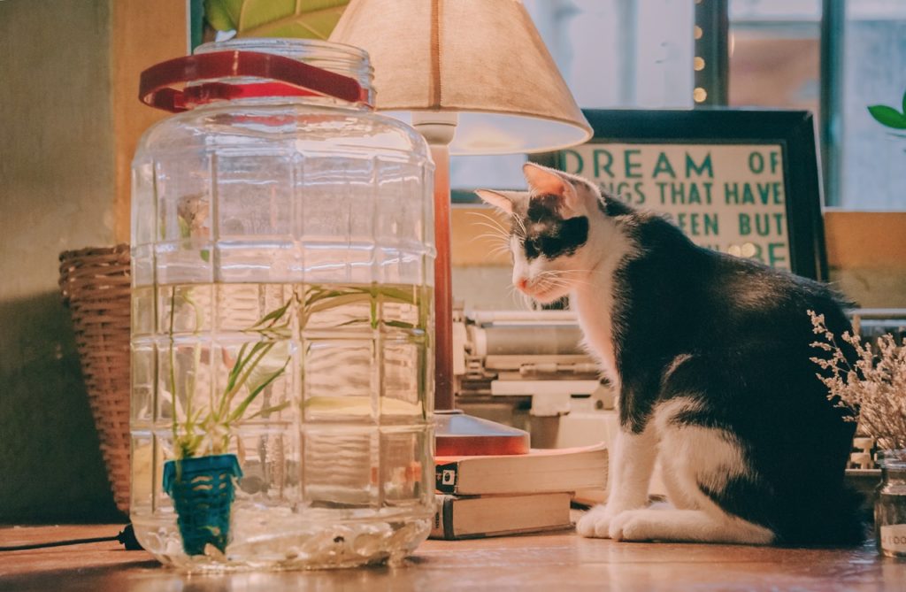 Which Plants Are Poisonous to Cats? A Complete Guide