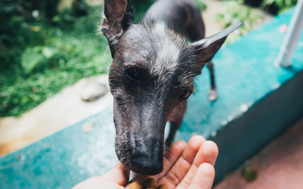 11 Simple Homemade Dog Treats Your Dog Will Love
