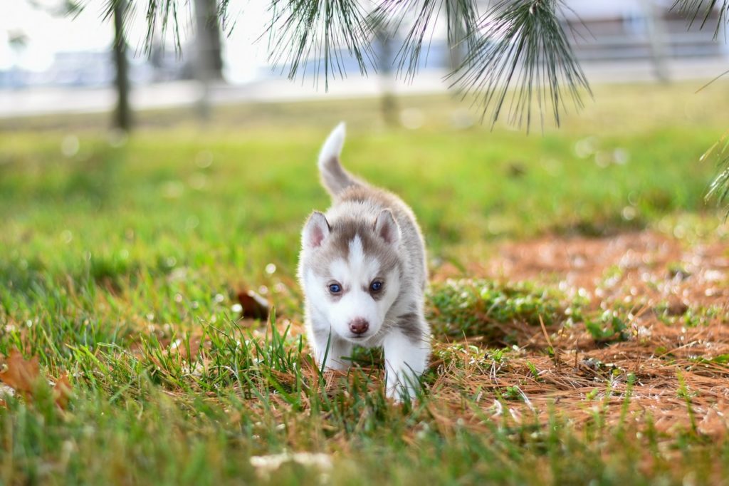 Get a Jump on Spring Training with your Dog