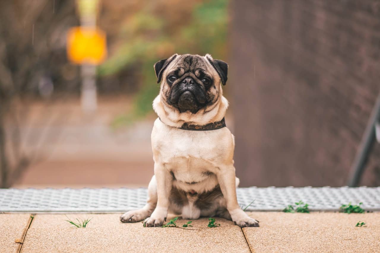 Obesity In Dogs - A Massive Health Threat Hiding In Plain Sight