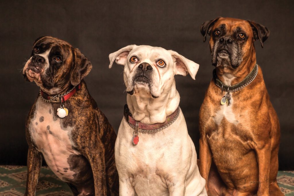 Pets and the COVID-19 - Coronavirus Pandemic