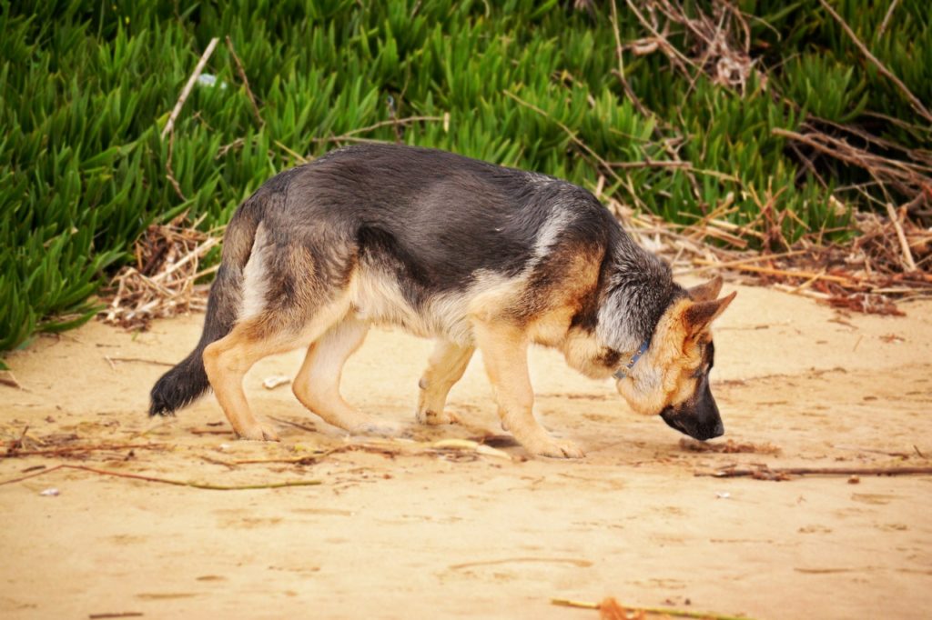 News Flash:Dogs Detecting COVID-19