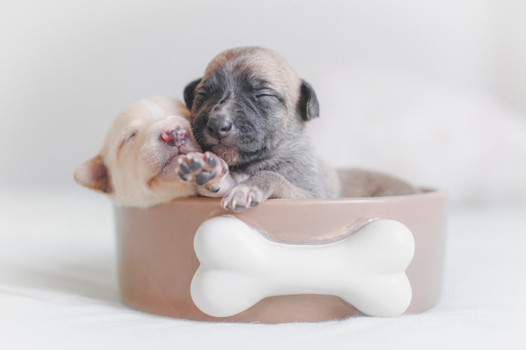 11 of the Best Toys for Small Dogs