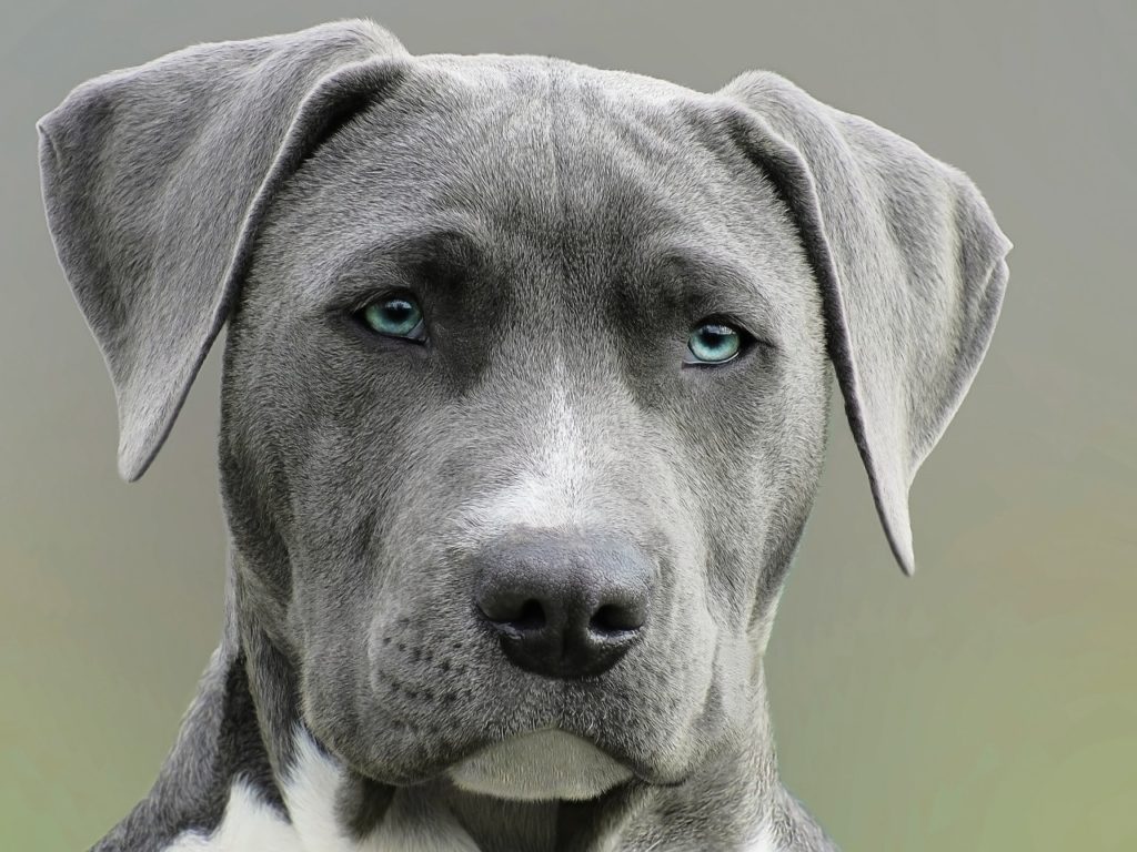 Fatty Tumors In Dogs What To Know And Do About Them