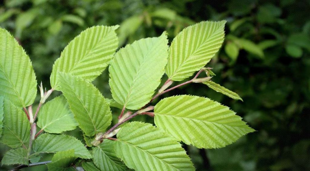 Slippery Elm for Dogs: Benefits and Uses