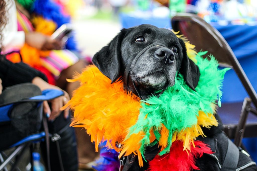 Howling Thanksgiving Pet Holiday Tips for Dogs & Cats