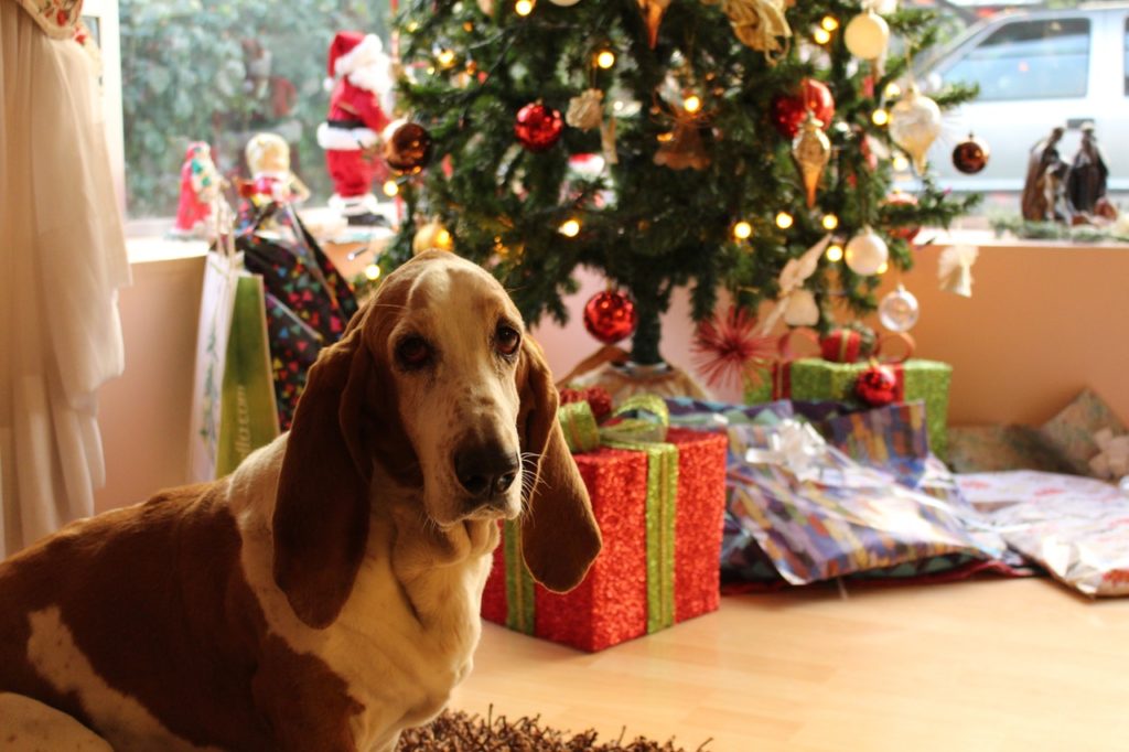 It’s Peak Package-Delivery Season, Here’s How To Help Your Dog Through It
