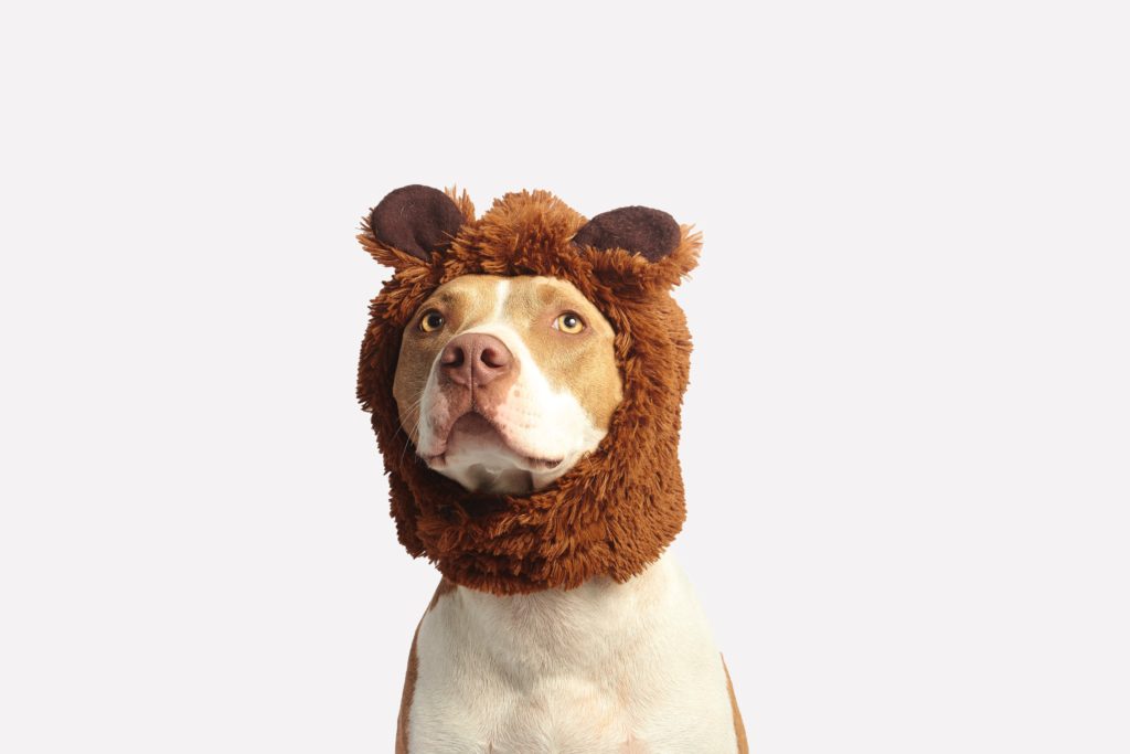 Canine Hair Care