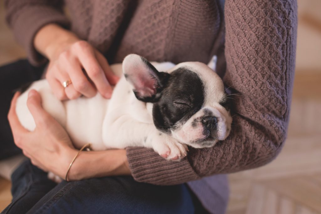 Dog Ear Cleaner 6 Picks Recommended By Veterinarians