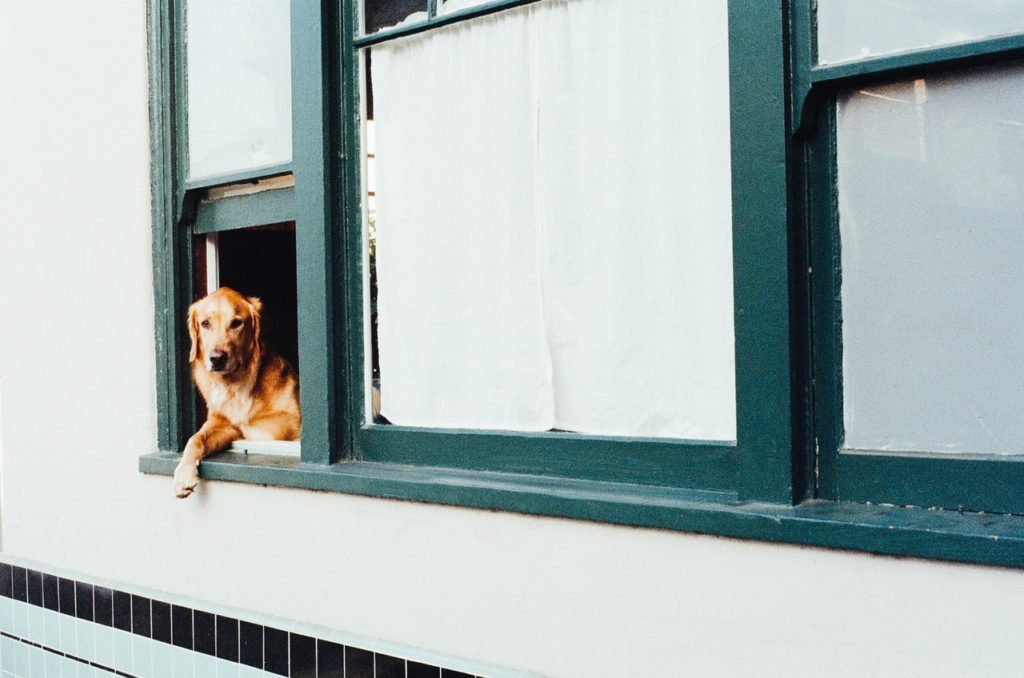 How do Dogs Communicate