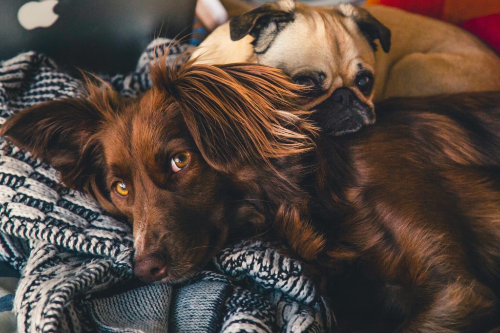 6 Reasons Your Dog May Need A Supplement