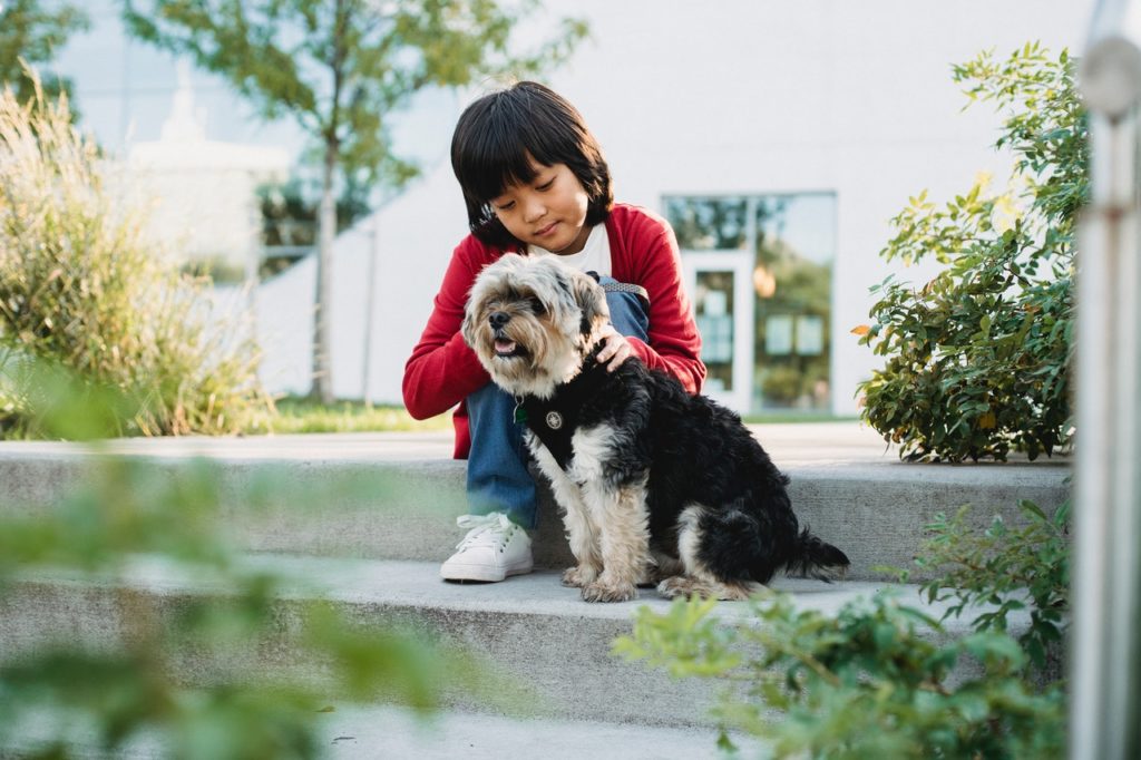 MSM for Dogs What Exactly Is It