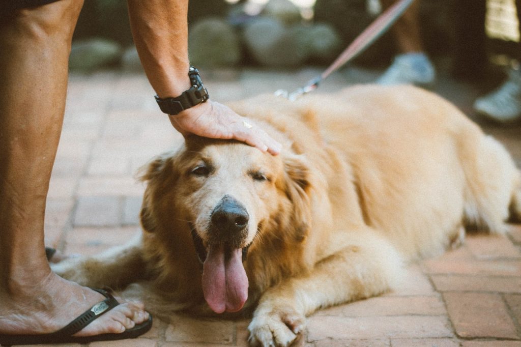 5 Ways to Fix your Dog's Constipation