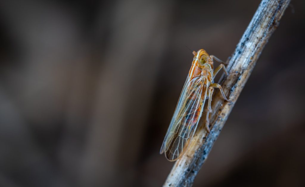Pet Owner Alert: Canine Cicada Burgers for Dogs