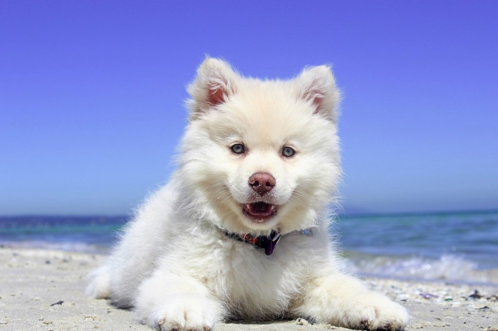 Pets Can’t Sweat - Pet Heat Stroke is No Joke
