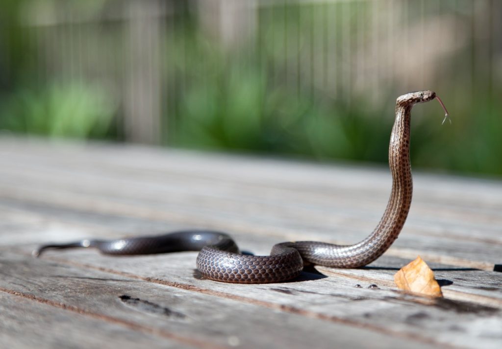 Your Dog Got Bitten by a Snake. What Should You Do Now