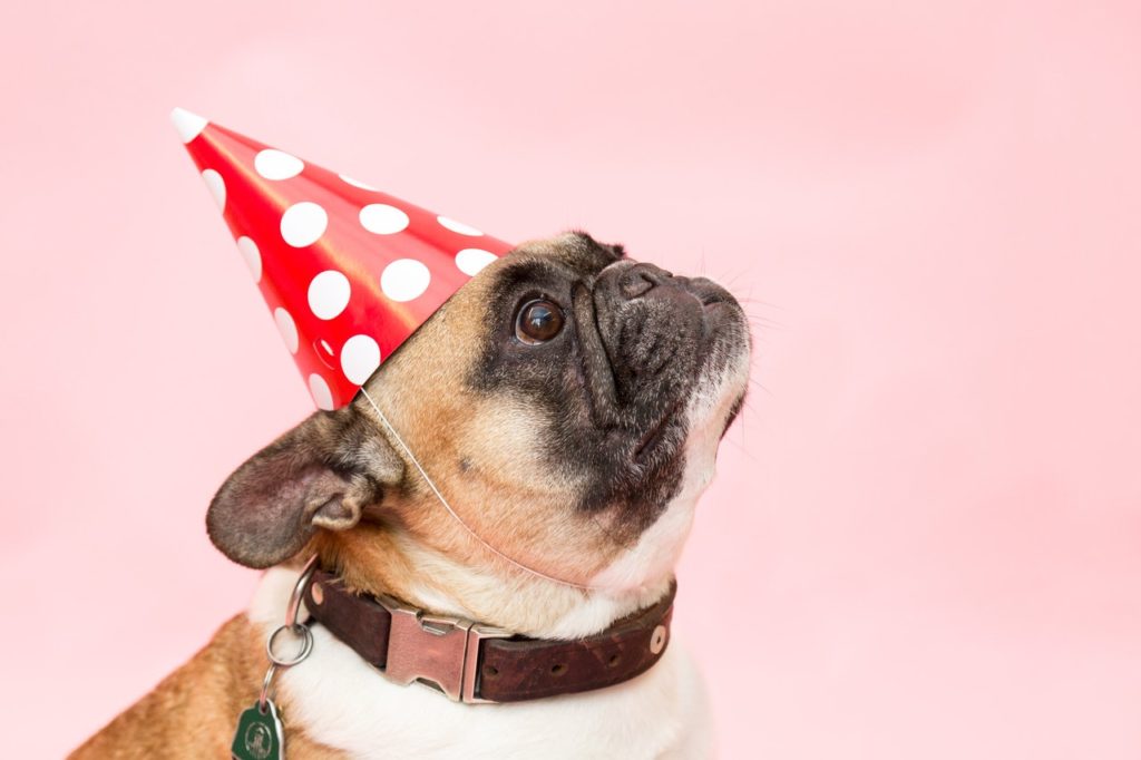 22 Pet Safety, Health and Behaviour Tips to ring in 2022