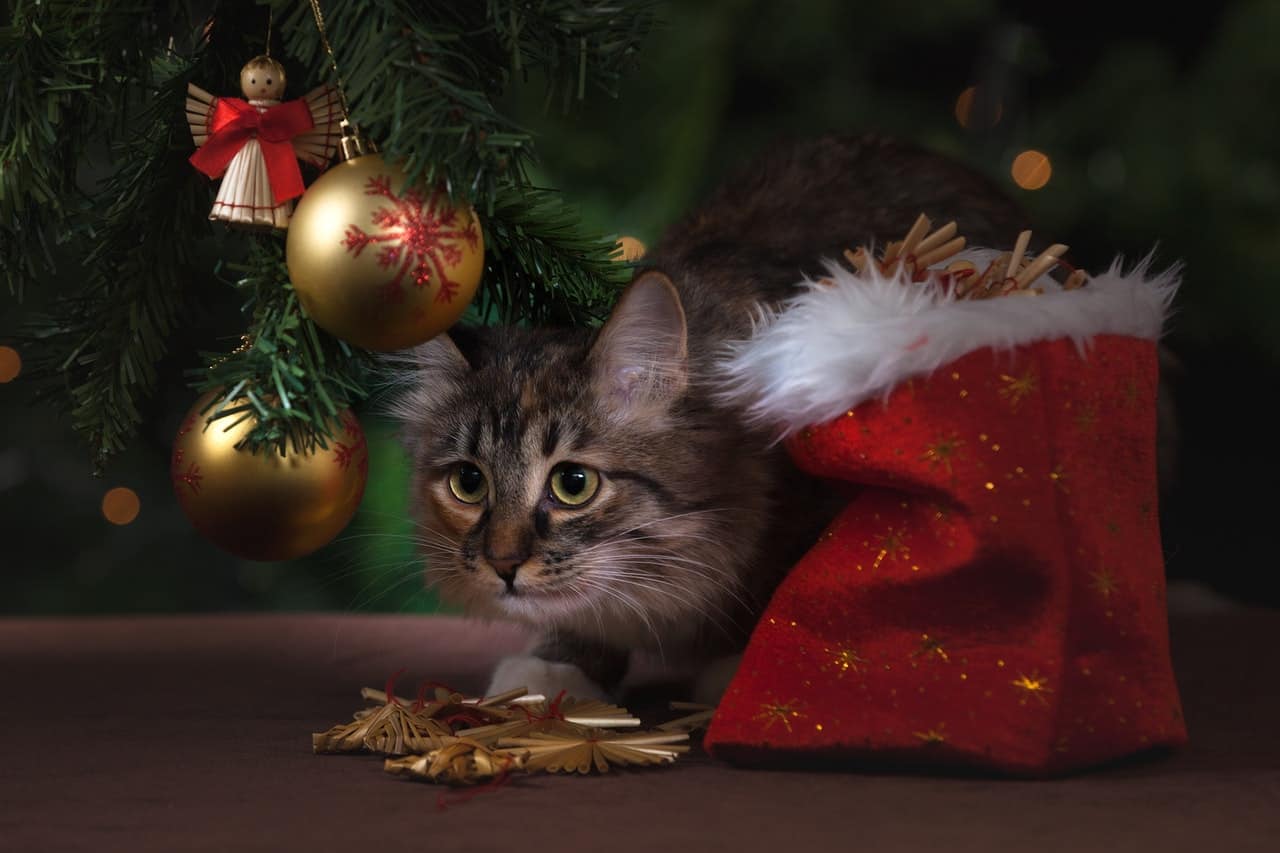 Holidays Survival Guide for Furry Friends