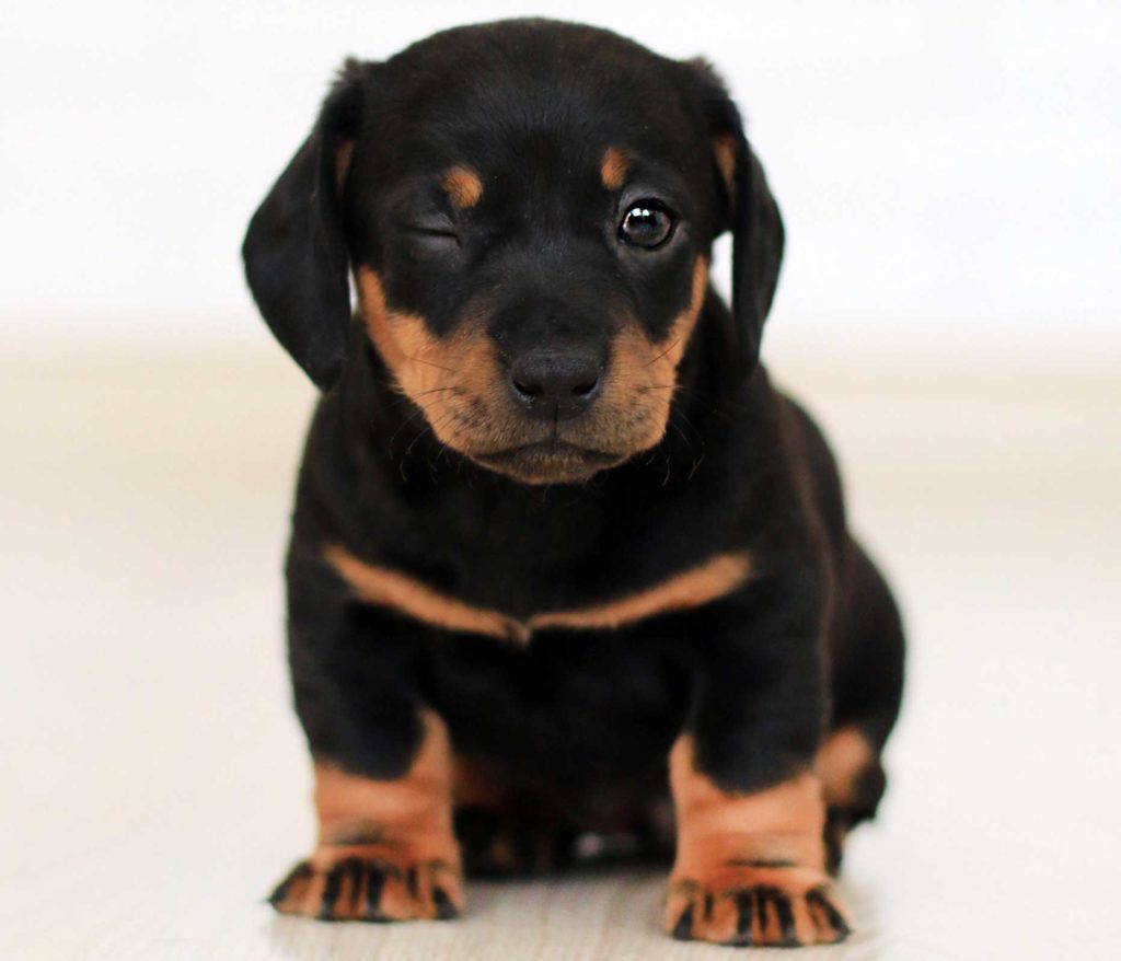 When do Newborn Puppies Eyes open?