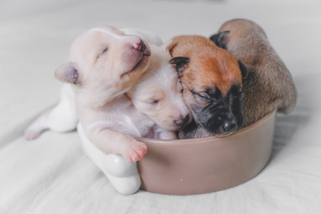 Fur-Baby Boom! 5 Steps to Pick Your Perfect Puppy