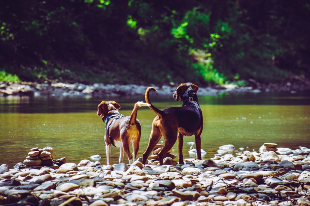 10 Ways to Prevent Mosquito Bites on Dogs
