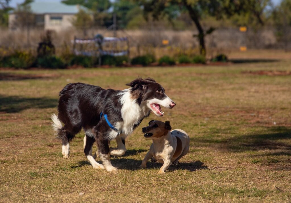 Dogs Cardiac Function