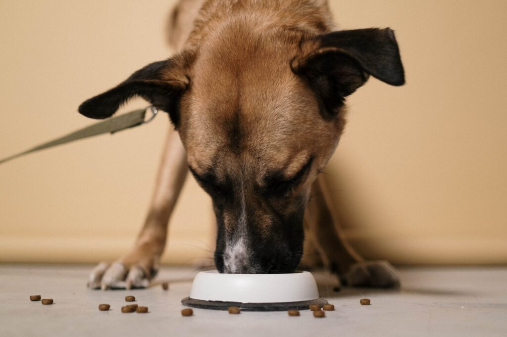 HomeMade Heart Healthy Canine Low Sodium Diets for Dogs