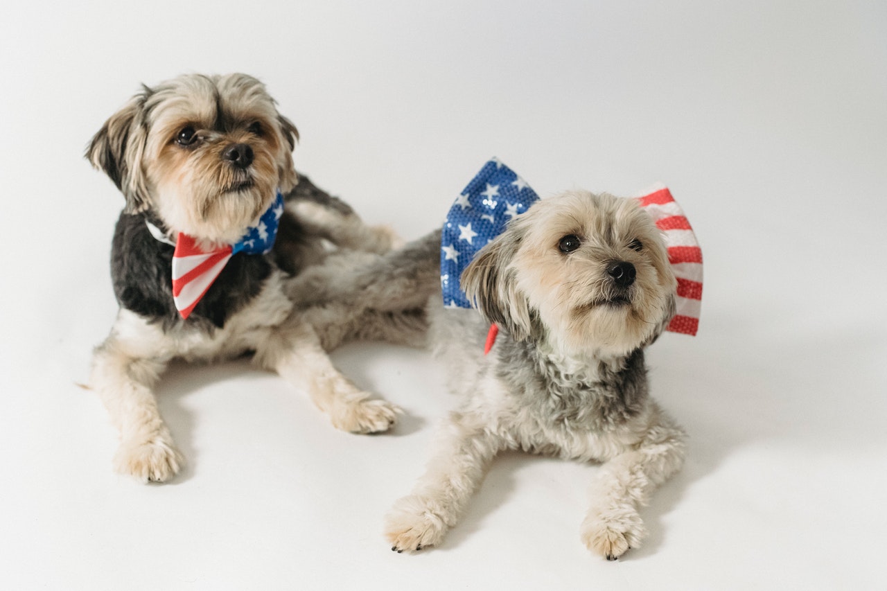 Pet Tips for a Fun and Fearless 4th of July with Fido & Fluffy