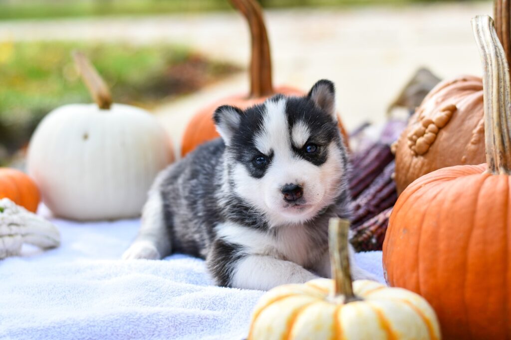 Happy Halloween Pet Safety Tips