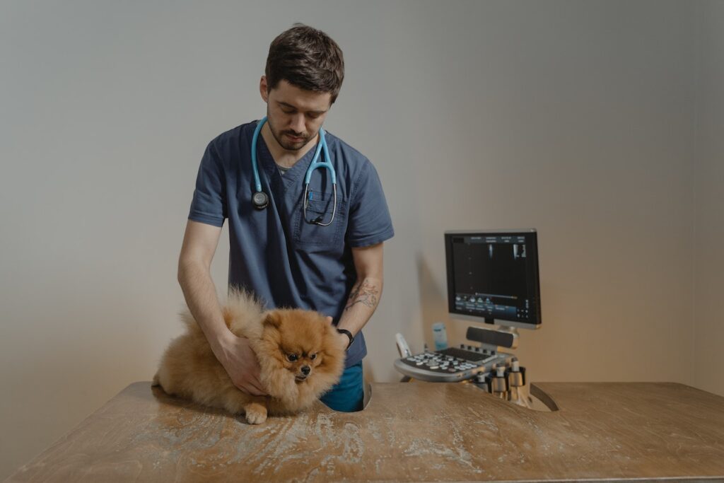 Integrative Veterinary Medical Care for Dogs & Cats