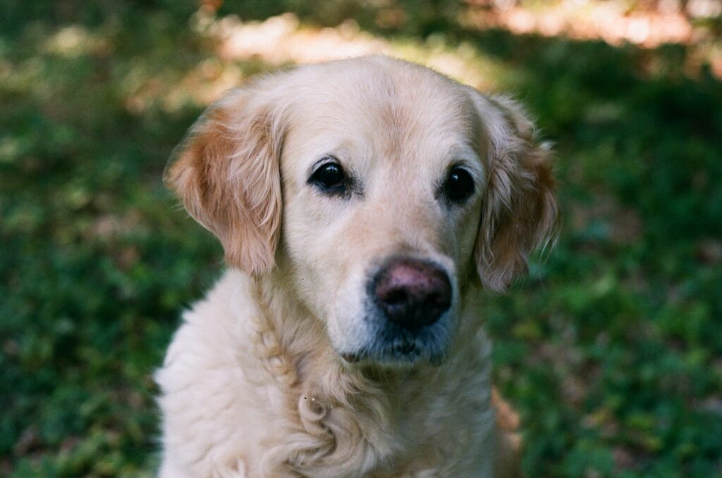 Labrador Retriever