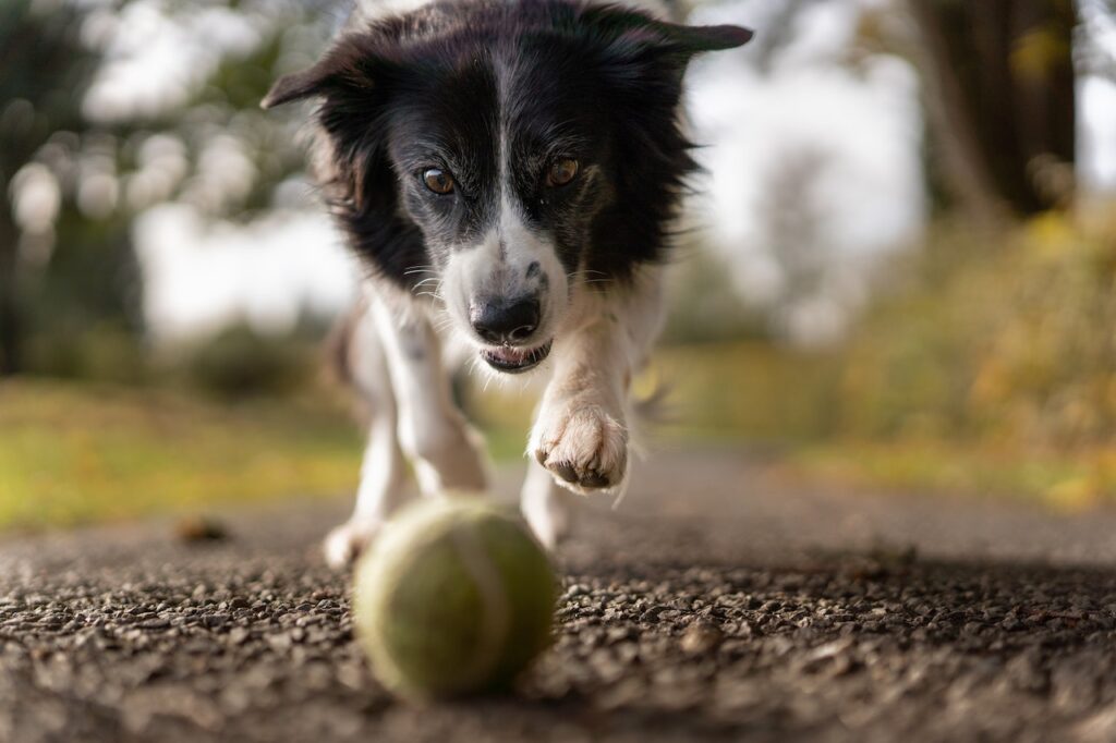 Canine Breast Cancer