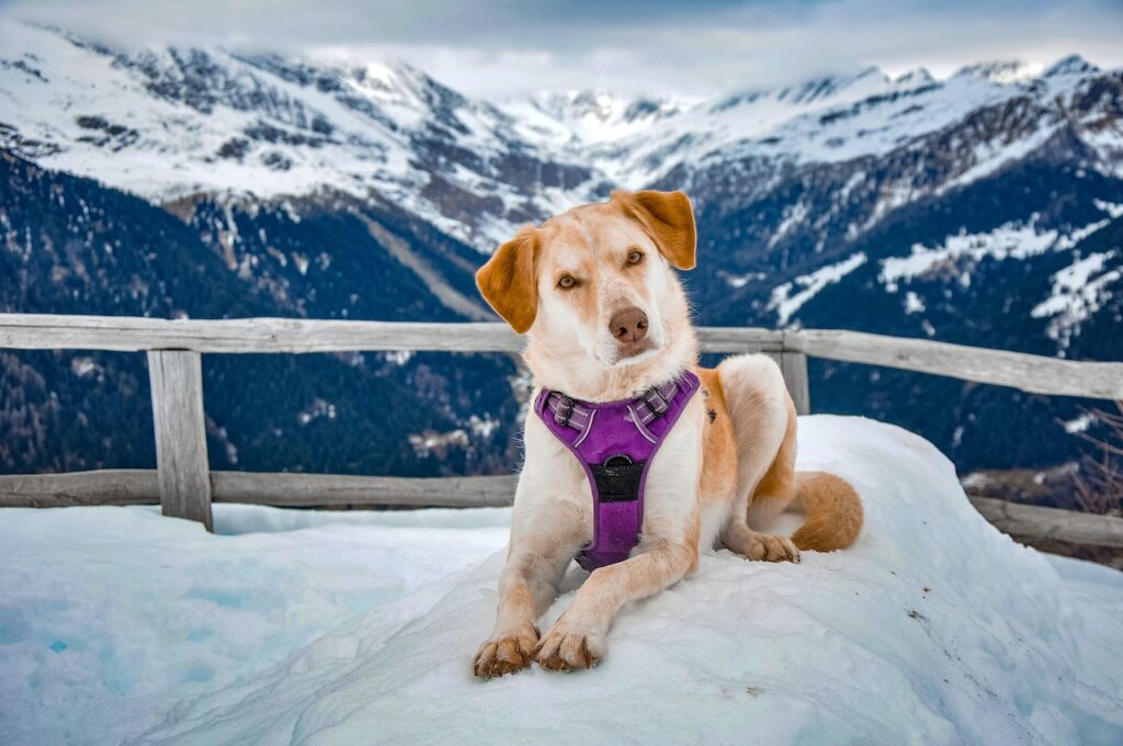 Easy Ways to Rid Toxins From Your Home & Secrets to Having a Happy Pet