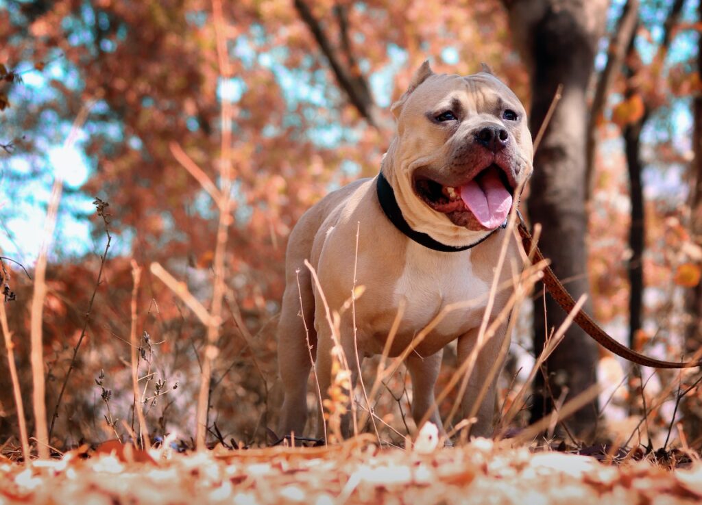 Laughter as Confused Kitten Tries to Nurse From Pit Bull: 'Her Baby'