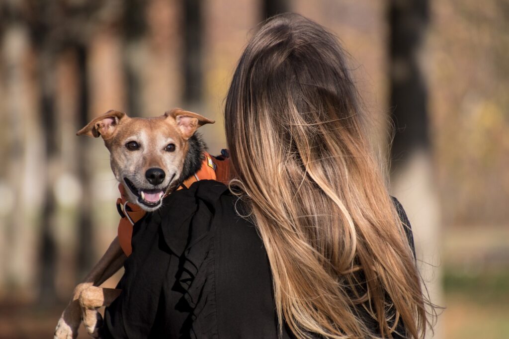 Meet the Top 10 Best Family Dogs: The Ultimate List of Mothering - Approved Breeds!