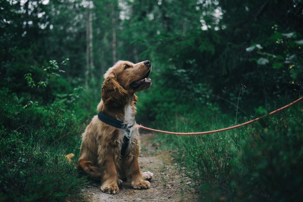 Why Does My Pet Itch? 3 Types of Pet Allergies!